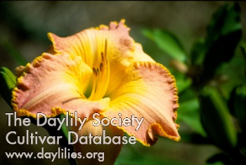 Daylily Homeplace Classic